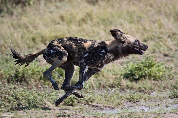 African wild dog