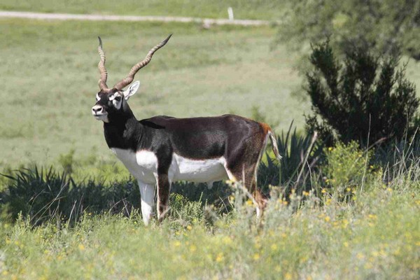 Blackbuck