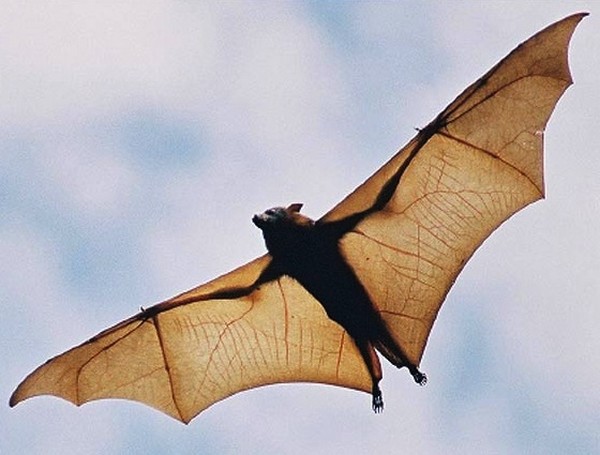 Free-tailed bat