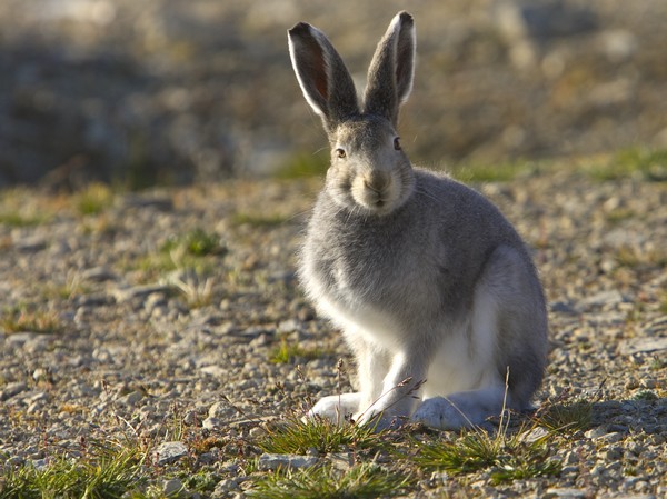 Hare
