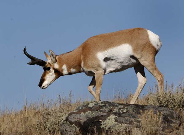 Pronghorn