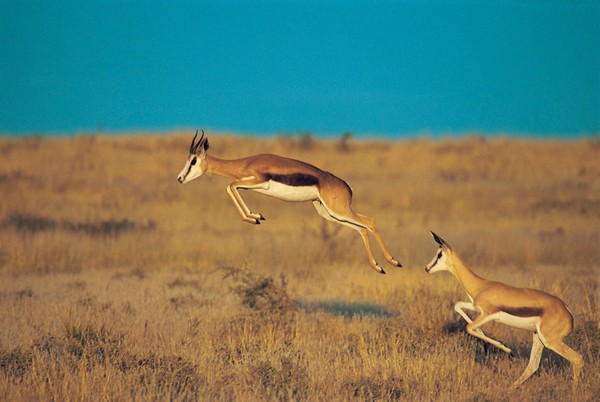 Springbok