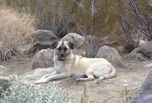 Anatolian Shepherd