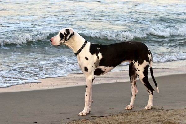 Great Dane