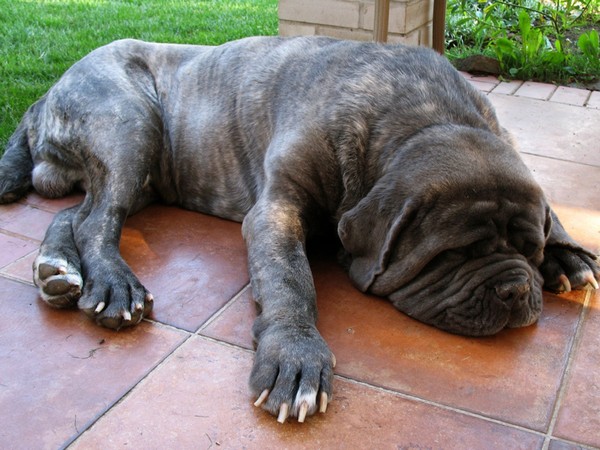 Neapolitan Mastiff