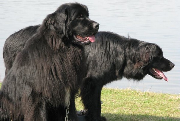 Newfoundland