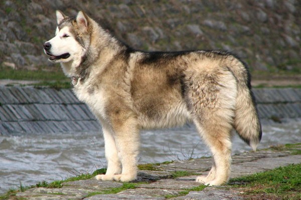 Alaskan Malamute