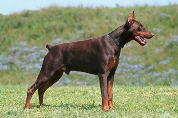Doberman Pinscher