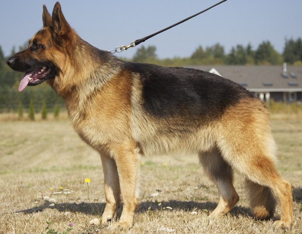 German Shepherd