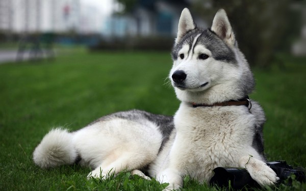 Huskies