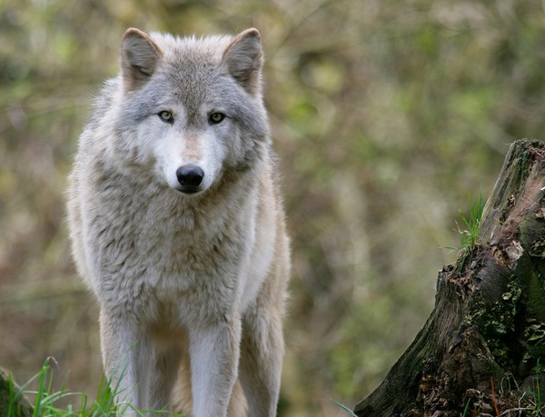 Wolf Hybrid
