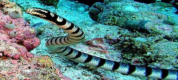 Belcher Sea Snake