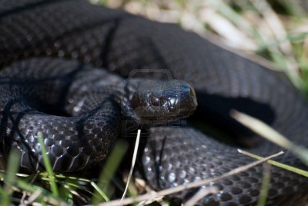 Black Mamba