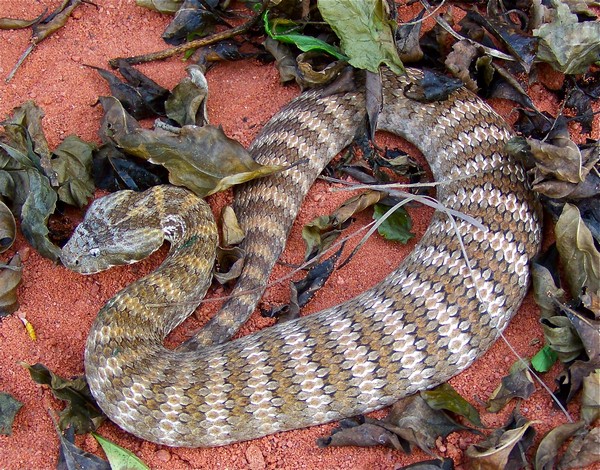 Death Adder