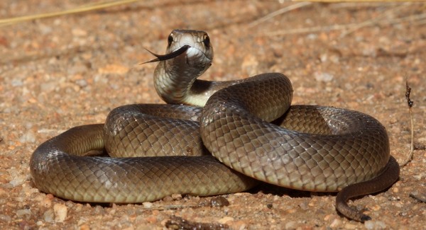 Eastern Brown Snake