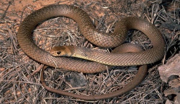 Inland Taipan