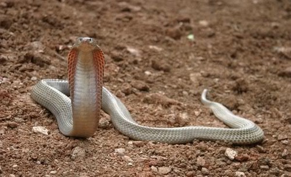 Philippine Cobra