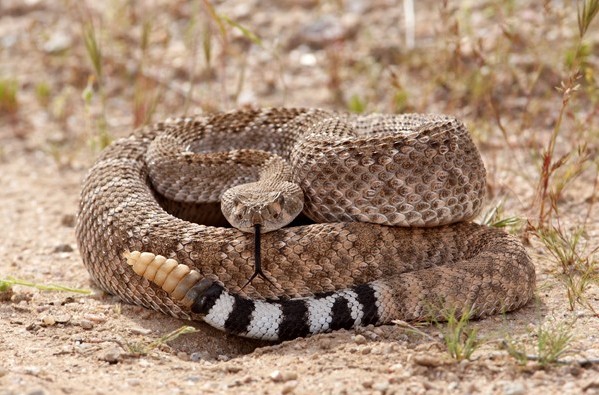 Rattlesnake