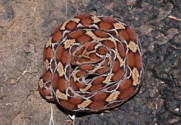 Saw Scaled Viper