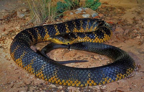 Tiger Snake