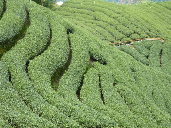 Tea