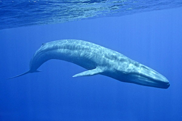 blue-whale