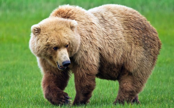 brown-bear