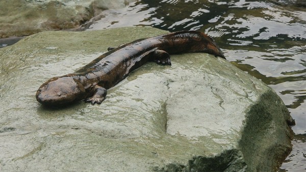 chinese-giant-salamander