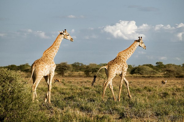giraffe