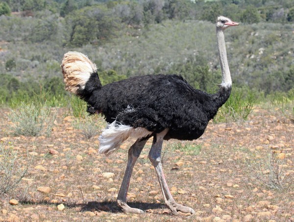 ostrich