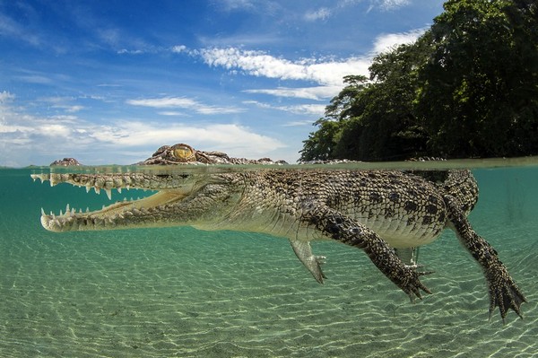 saltwater-crocodile