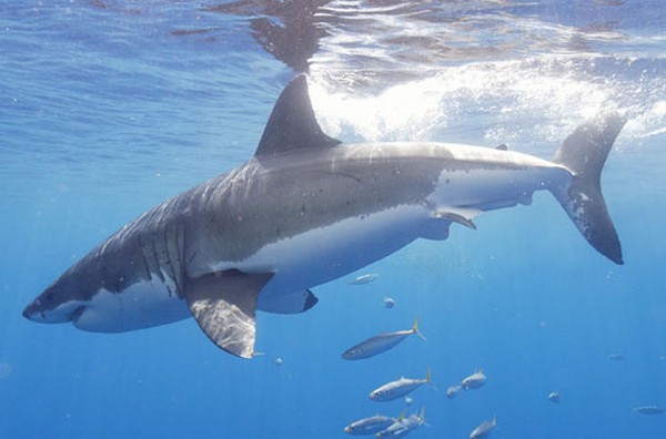 whale-shark